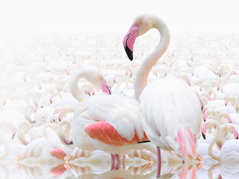 Abu Dhabi Flamingo Observation Tower