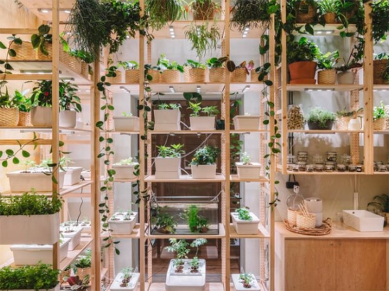 Plants on wooden shelves