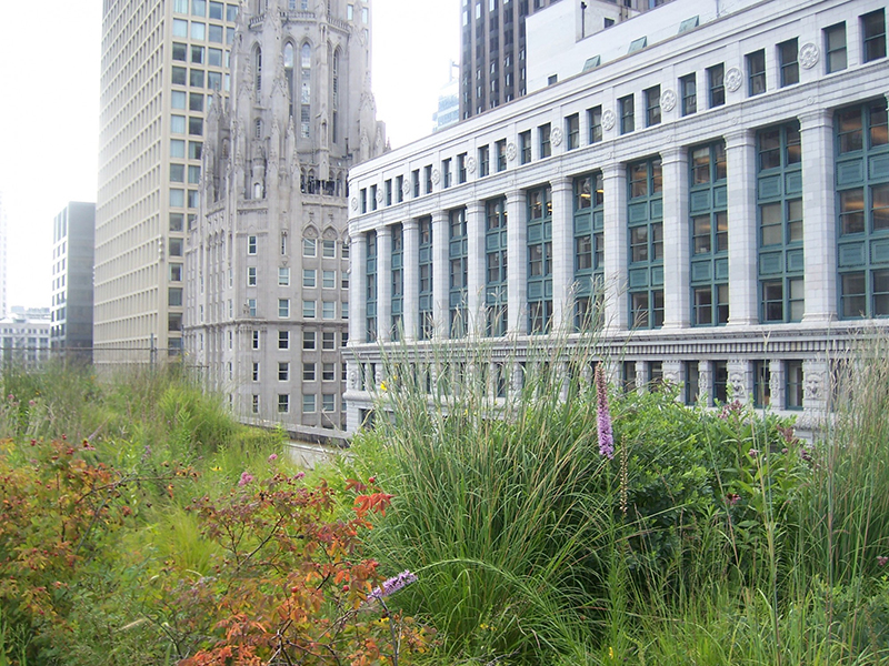 Chicago city hall's green roof garden
