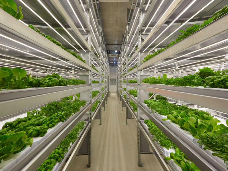 Nuanu City Vertical Farm