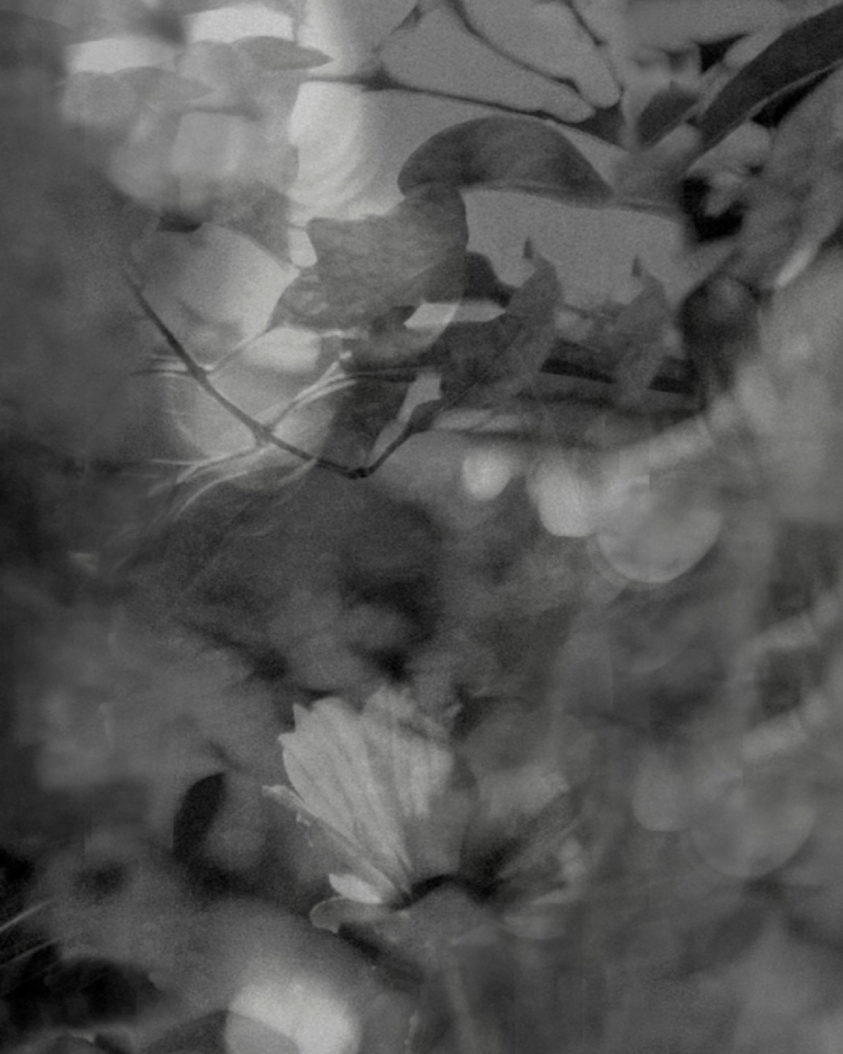 Gossamer by Raylene Marasco for Wolf-Gordon in Ink