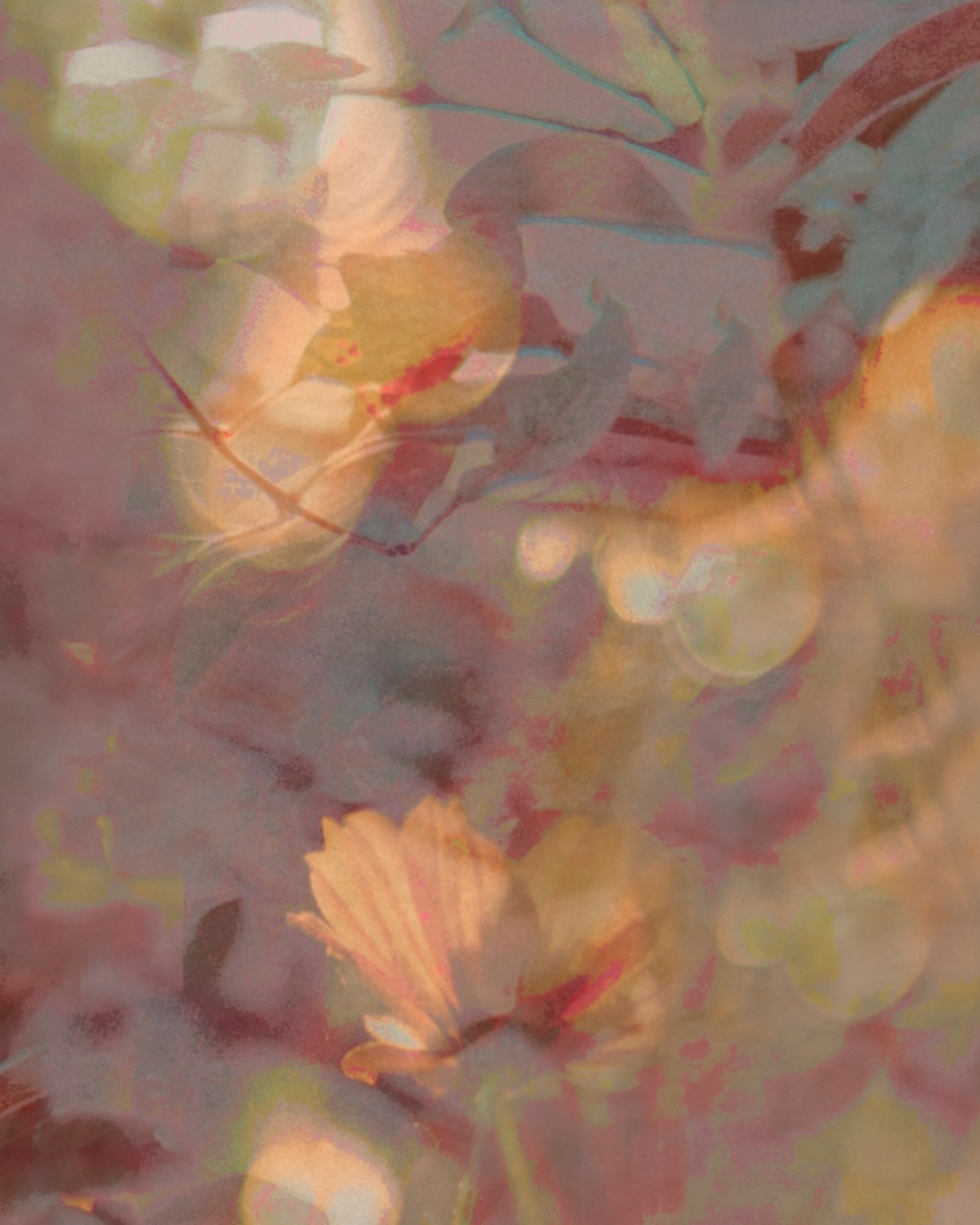 Gossamer by Raylene Marasco for Wolf-Gordon in Poppy