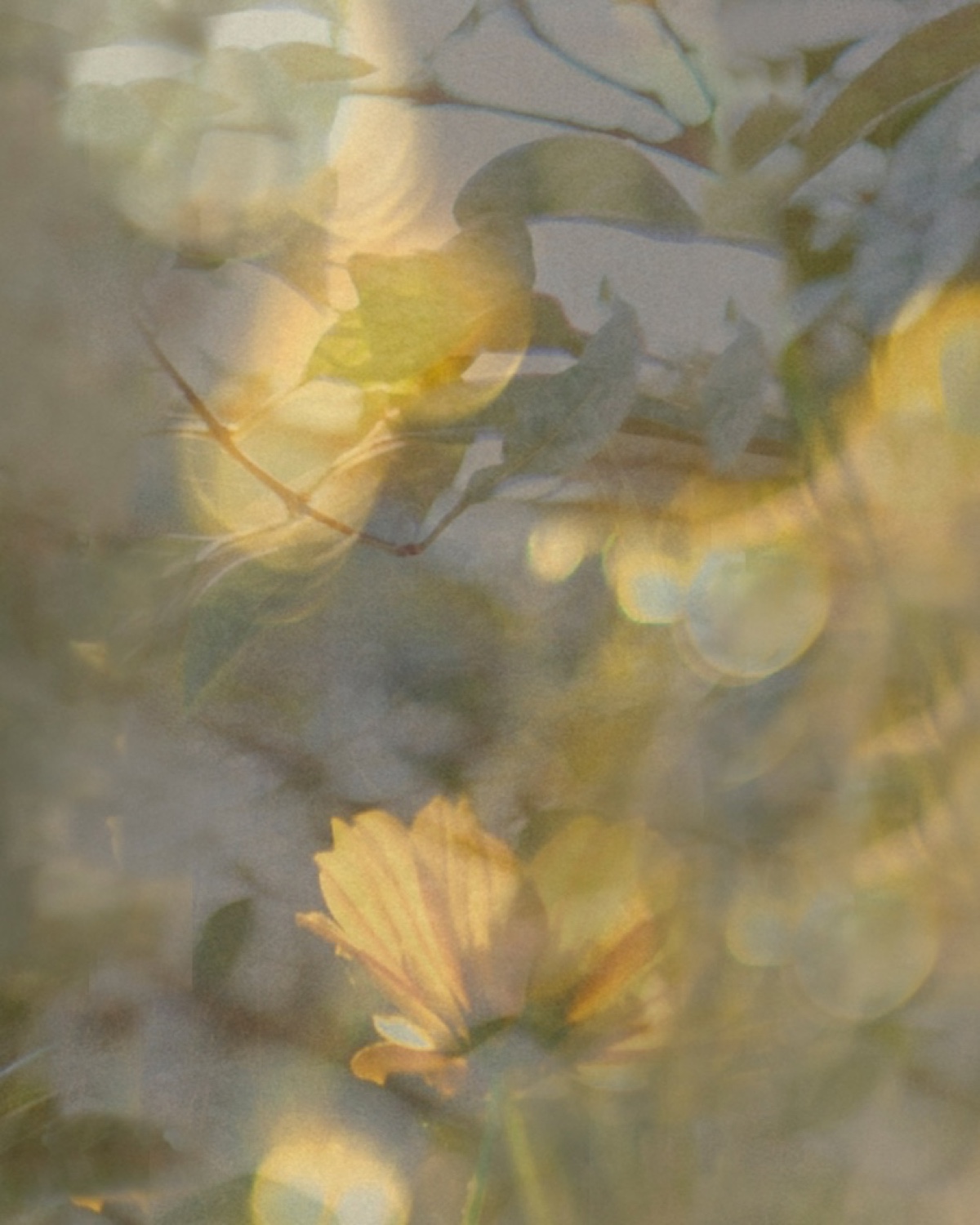 Gossamer by Raylene Marasco for Wolf-Gordon in Vetiver