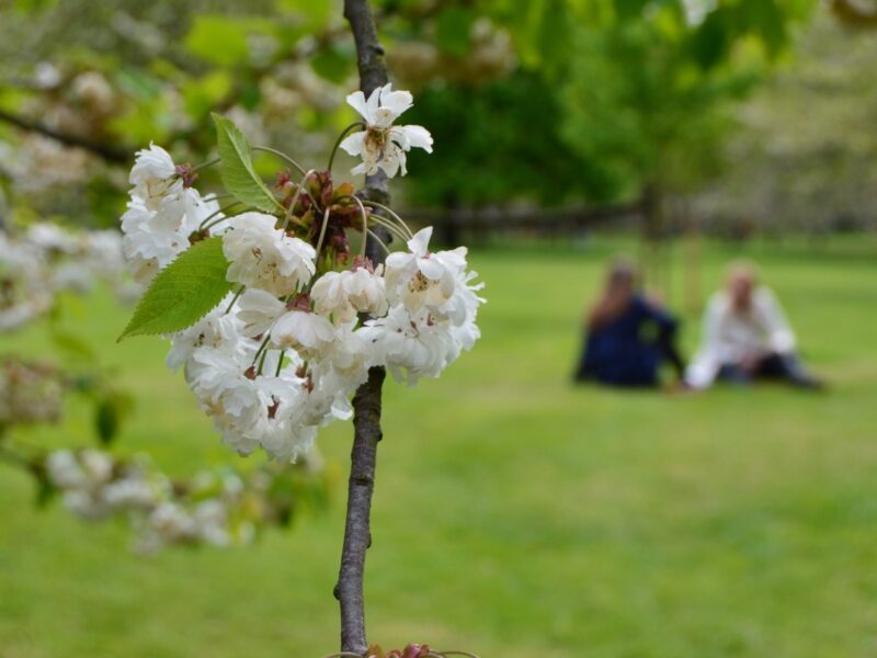 Close-up of flowering tree in a London park, with a lawn and a pair of people in the blurry background. Our daily lives are full of interaction with natural worlds — even if we perceive them to be controlled and shaped by humans.