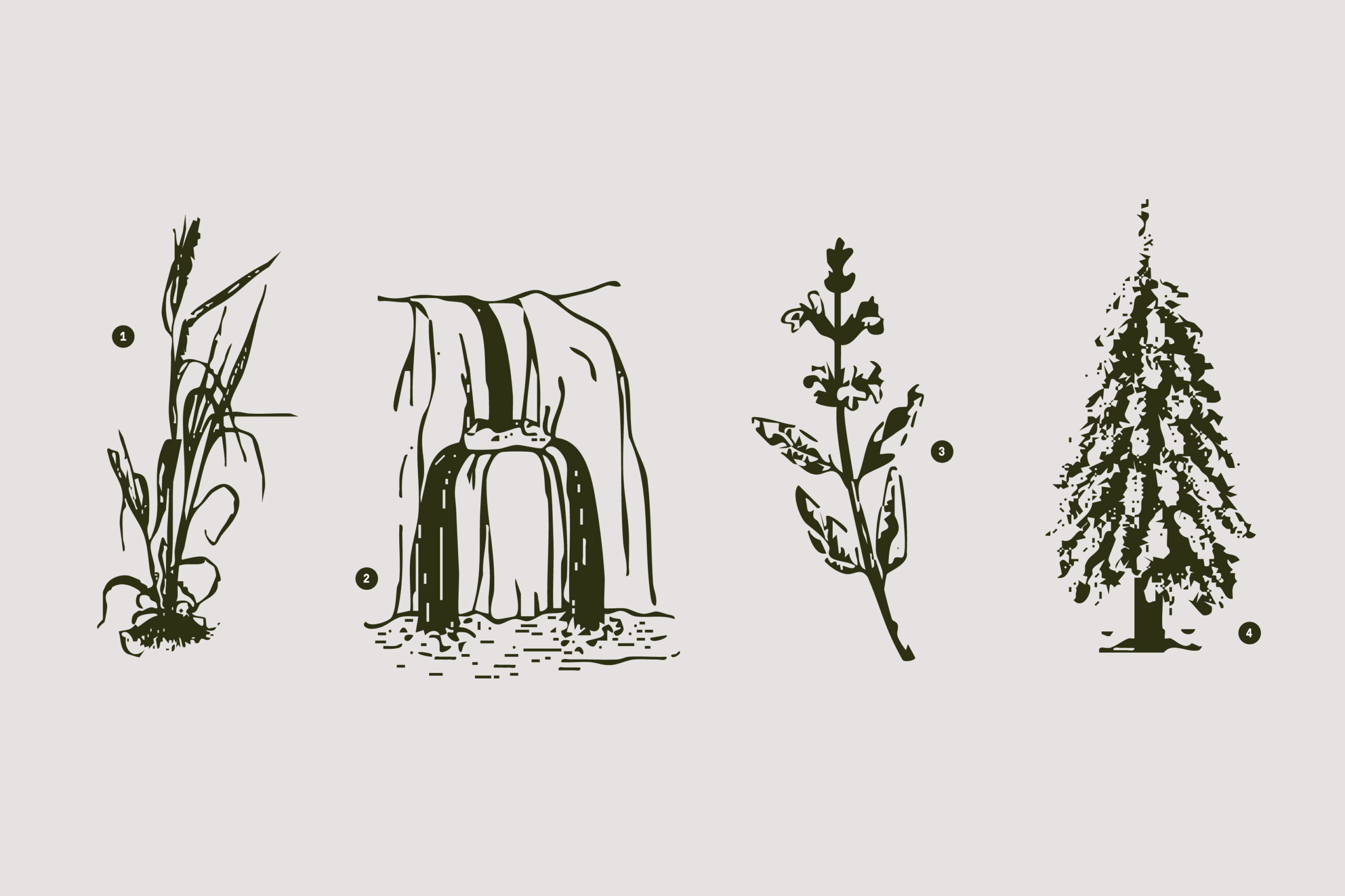 Four number illustrations. 1 is a tall dry grass, 2 is a waterfall, 3 is a fern and 4 is an evergreen tree.